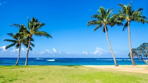 A beach with palm trees and the ocean.