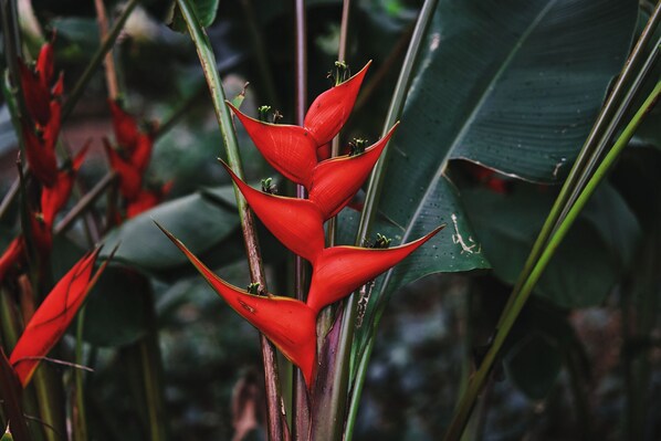 A close-up of a red flower with multiple petals and green leaves.