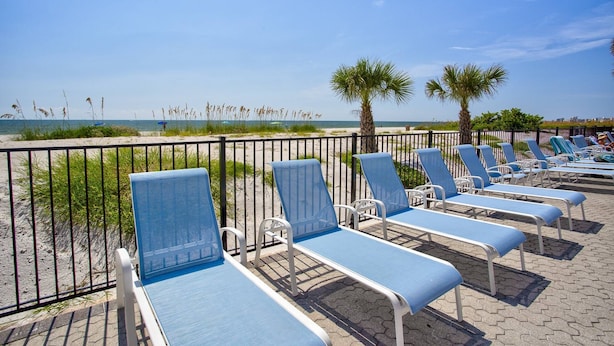 A beachside lounge area with rows of blue lounge chairs and a palm tree.