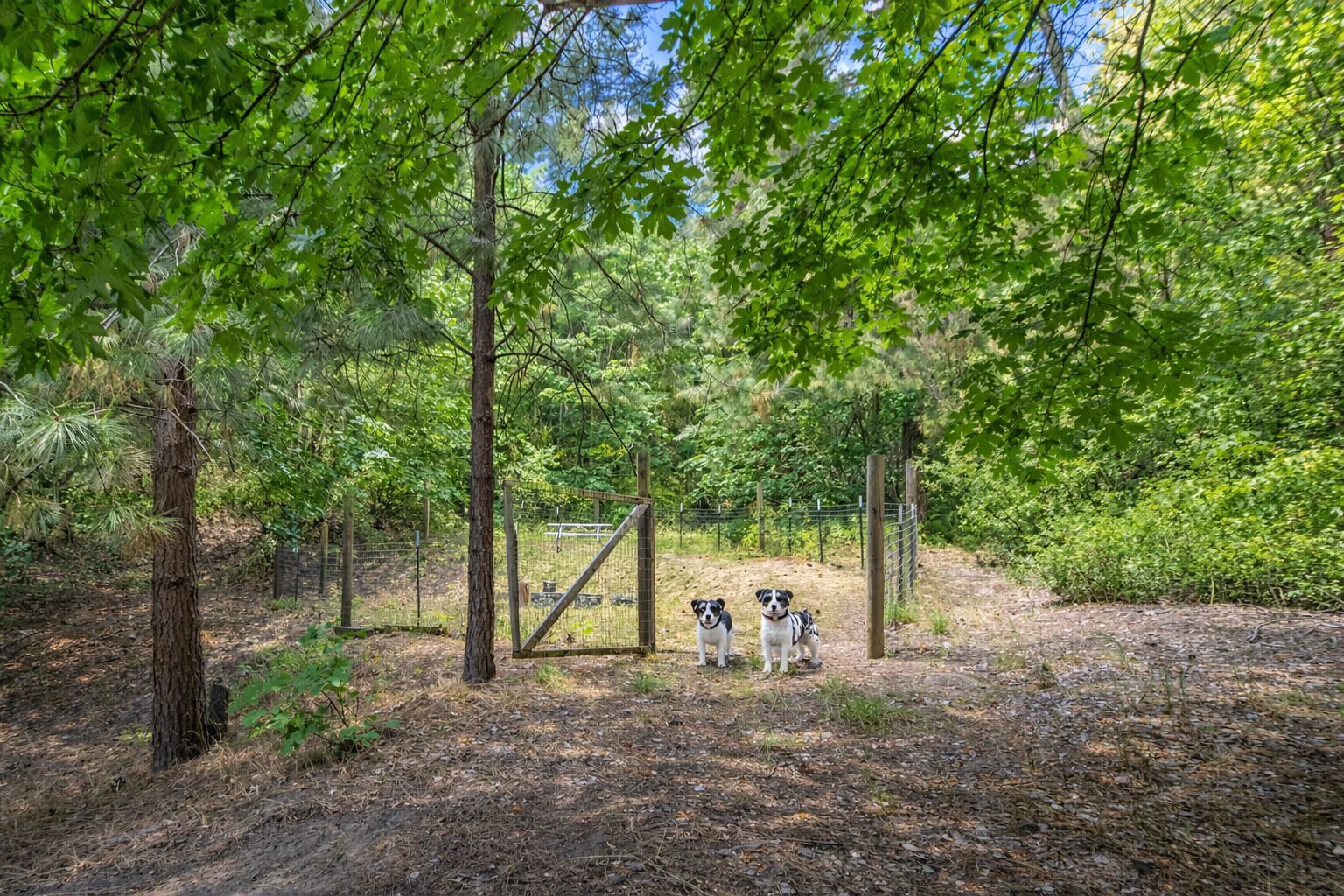 A fenced outdoor area with trees and a wooden gate.