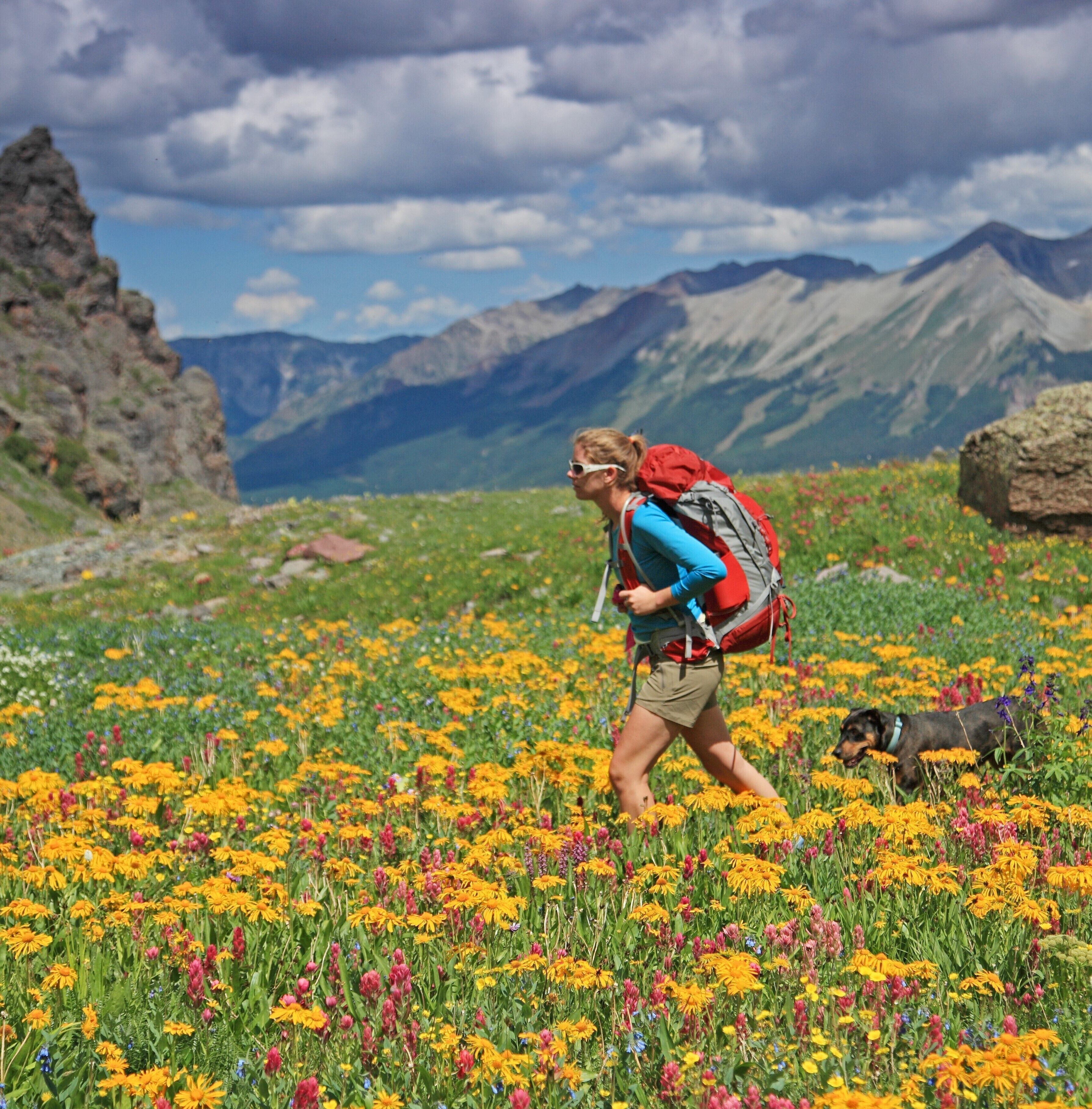A person hiking in a field of colorful wildflowers with mountains in the background.