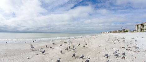 A beach with numerous seagulls, a clear sky, and buildings in the background.