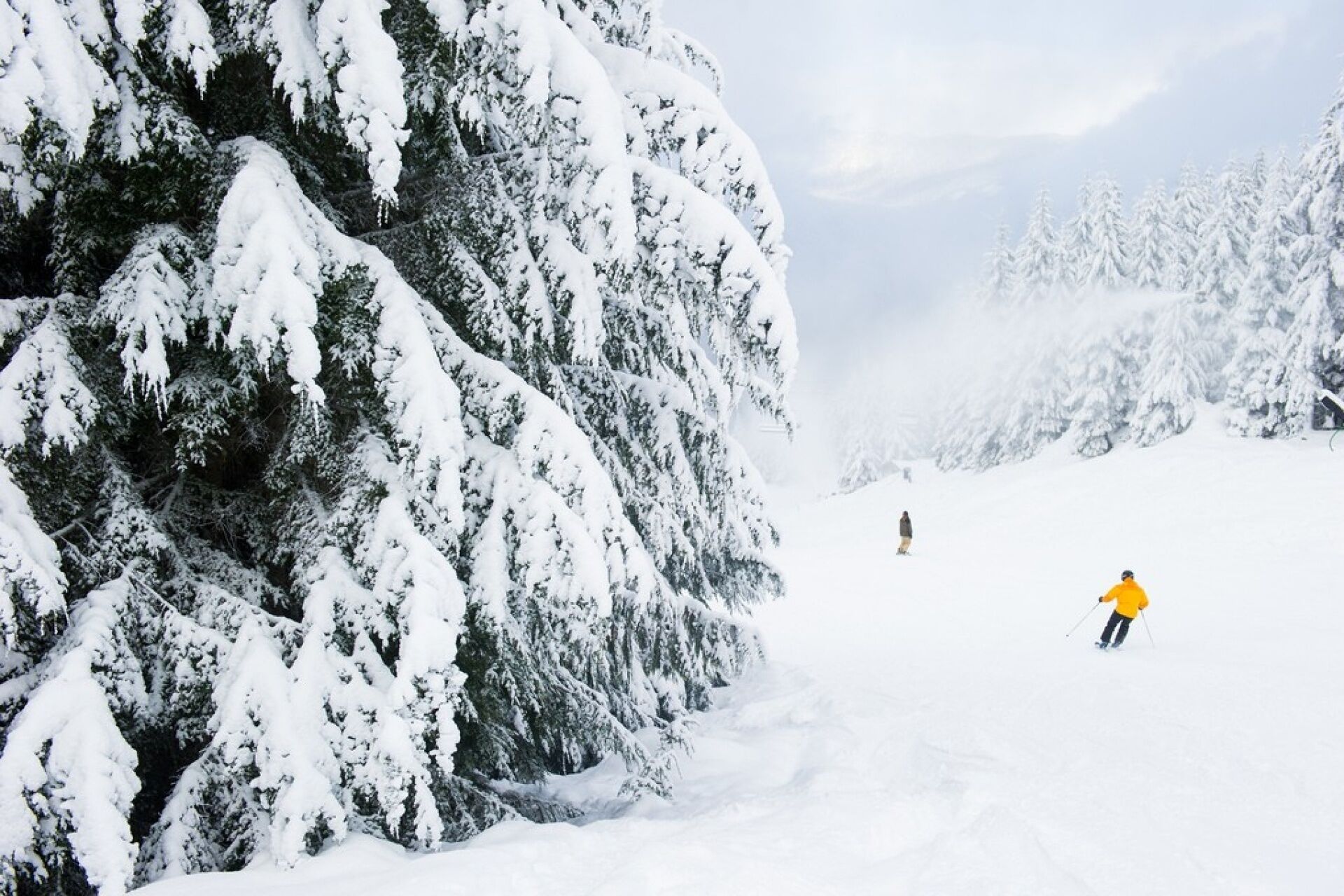 A snowy landscape with dense evergreen trees and a clear sky.