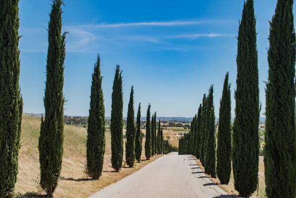 A road flanked by tall, slender trees under a clear blue sky. - Vineyard Views + Jetted Tubs | Paso Wine Country | Uvae Vineyard (Paso Robles)