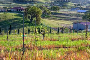 A vineyard with rows of grapevines, a large tree, and a building in the background. - Vineyard Views + Jetted Tubs | Paso Wine Country | Uvae Vineyard (Paso Robles)