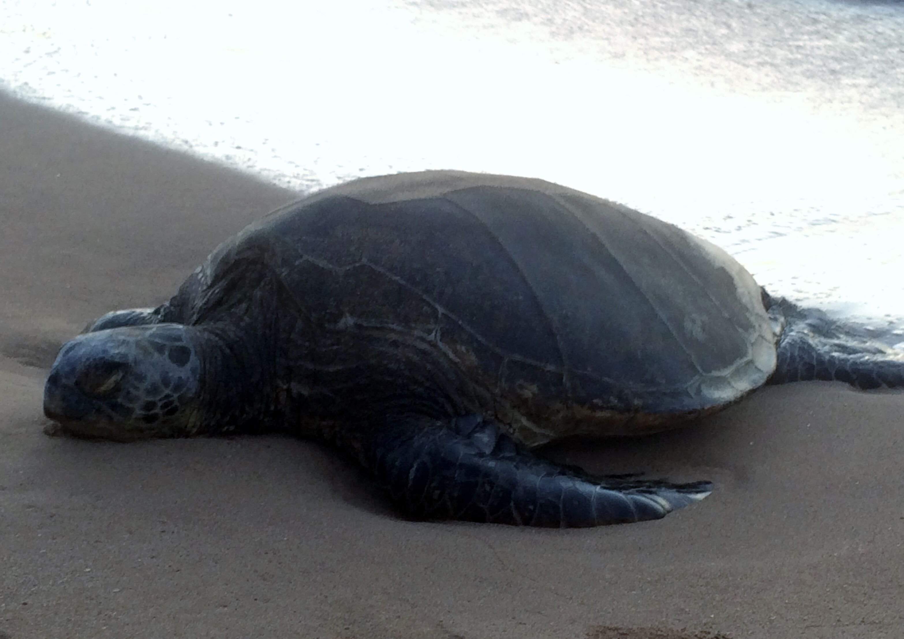 A sea turtle on a sandy beach.