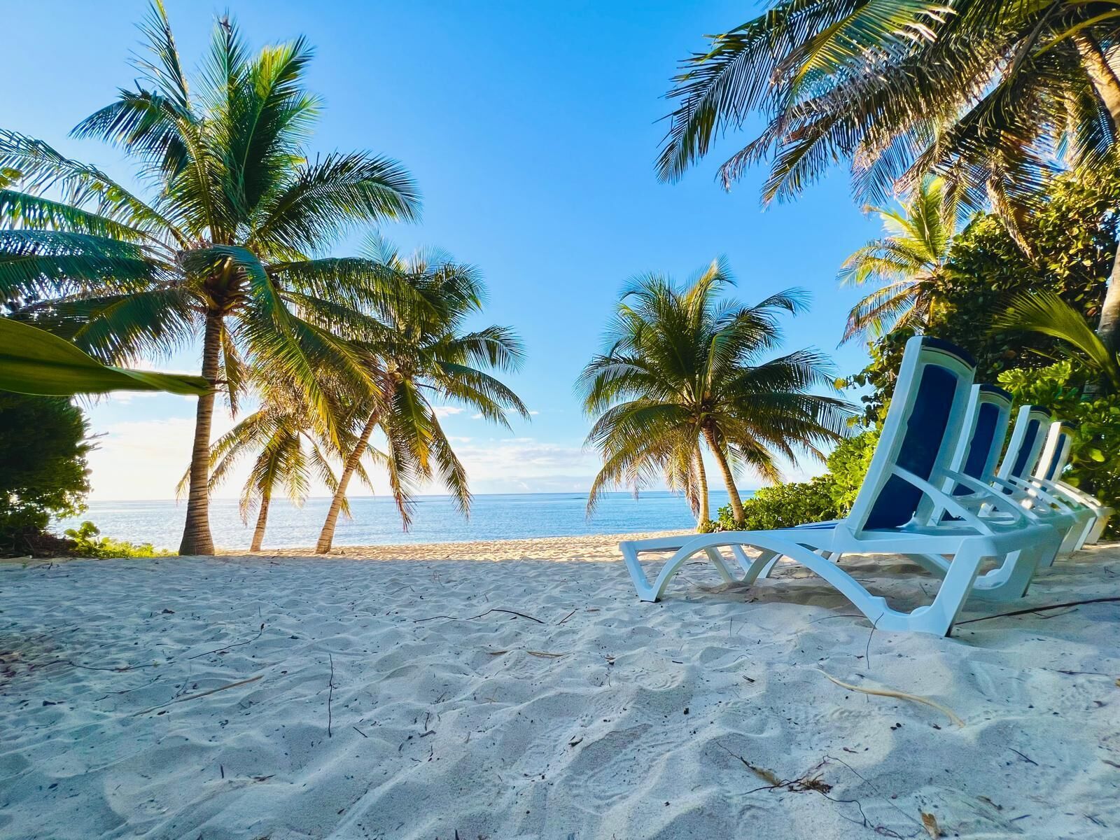 Una playa con sillas de descanso blancas y palmeras.