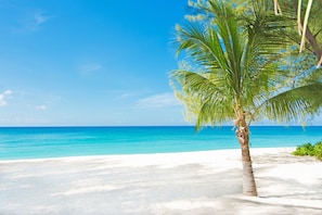 Une plage avec un palmier et une eau d’un bleu cristallin.