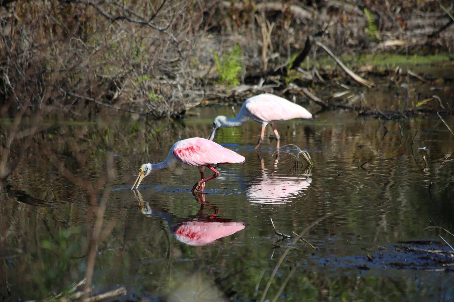 Two pink birds standing in a body of water with reflections.