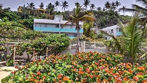 A residential area with a house, a white fence, and lush greenery including palm trees and flowering plants.