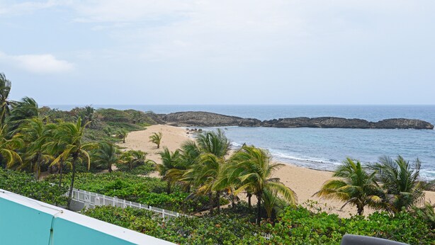A beach with palm trees and a view of the ocean.