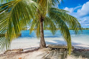 En strandscen med en palm, kristallklart blått vatten och en träbänk.