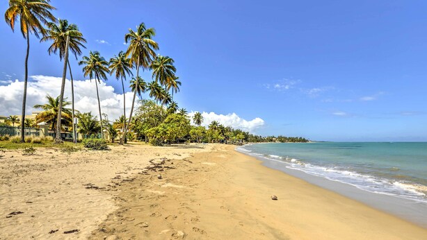 Ein Strand mit Palmen, blauem Himmel und Meereswellen.