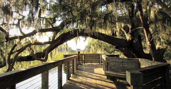 Walk along the boardwalk to a serene viewing platform surrounded by mature trees with Spanish moss.