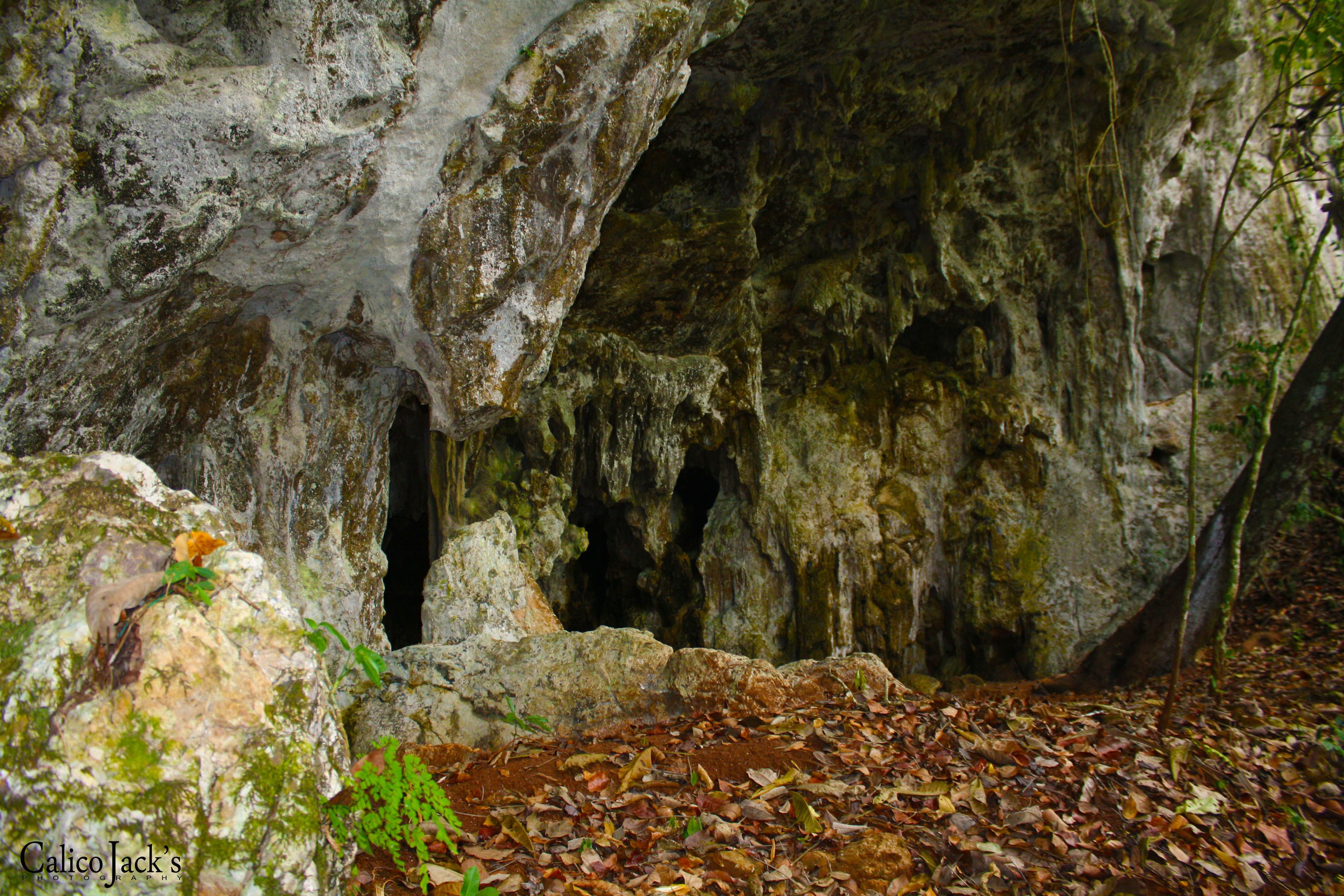 A cave entrance with rocky walls and a forest floor covered with leaves.