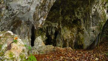 A cave entrance with rocky walls and a forest floor covered with leaves.