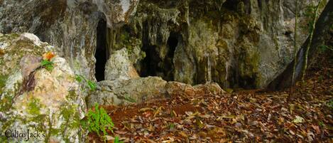 A cave entrance with rocky walls and a forest floor covered with leaves.