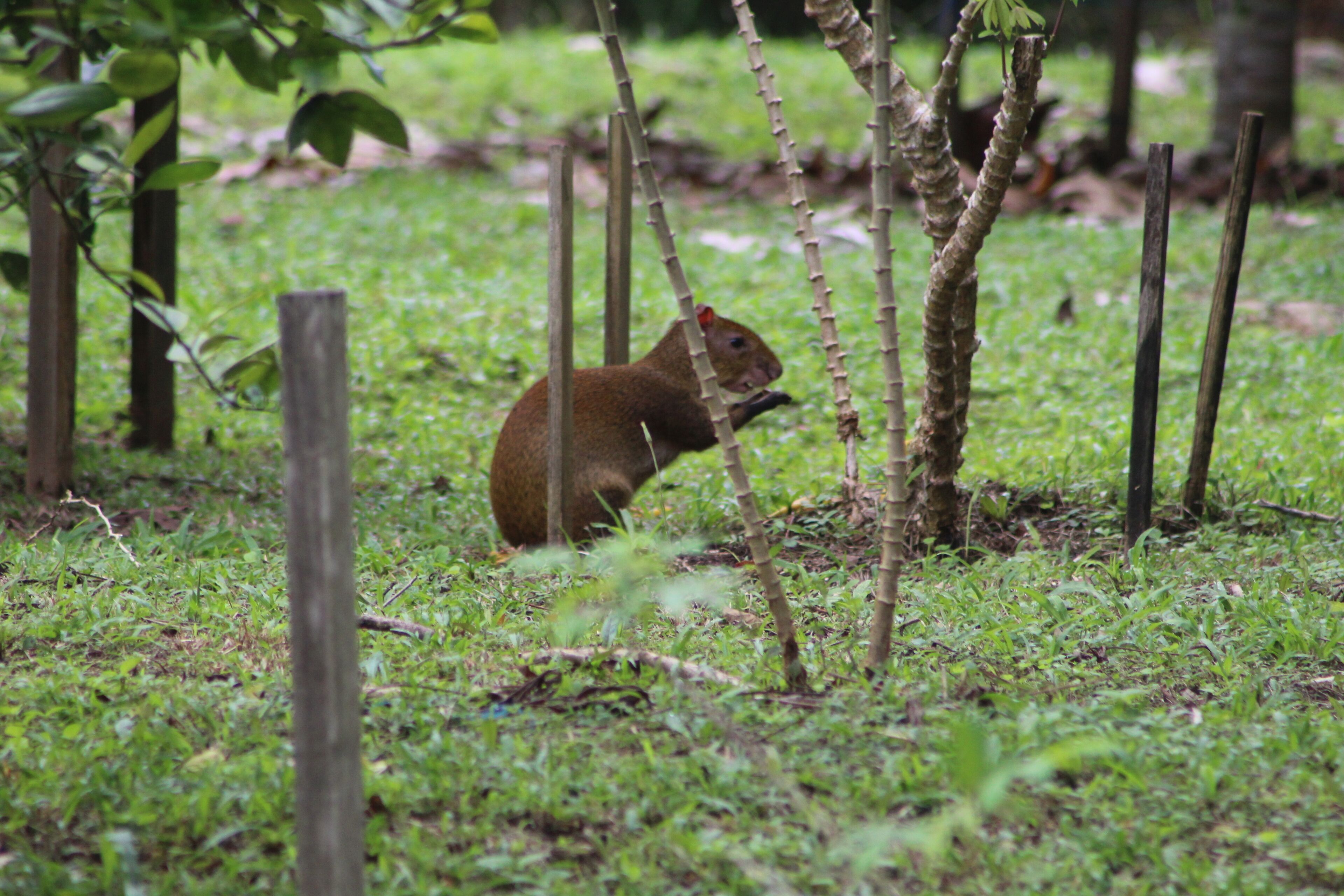 A squirrel in a grassy area with trees and wooden posts.
