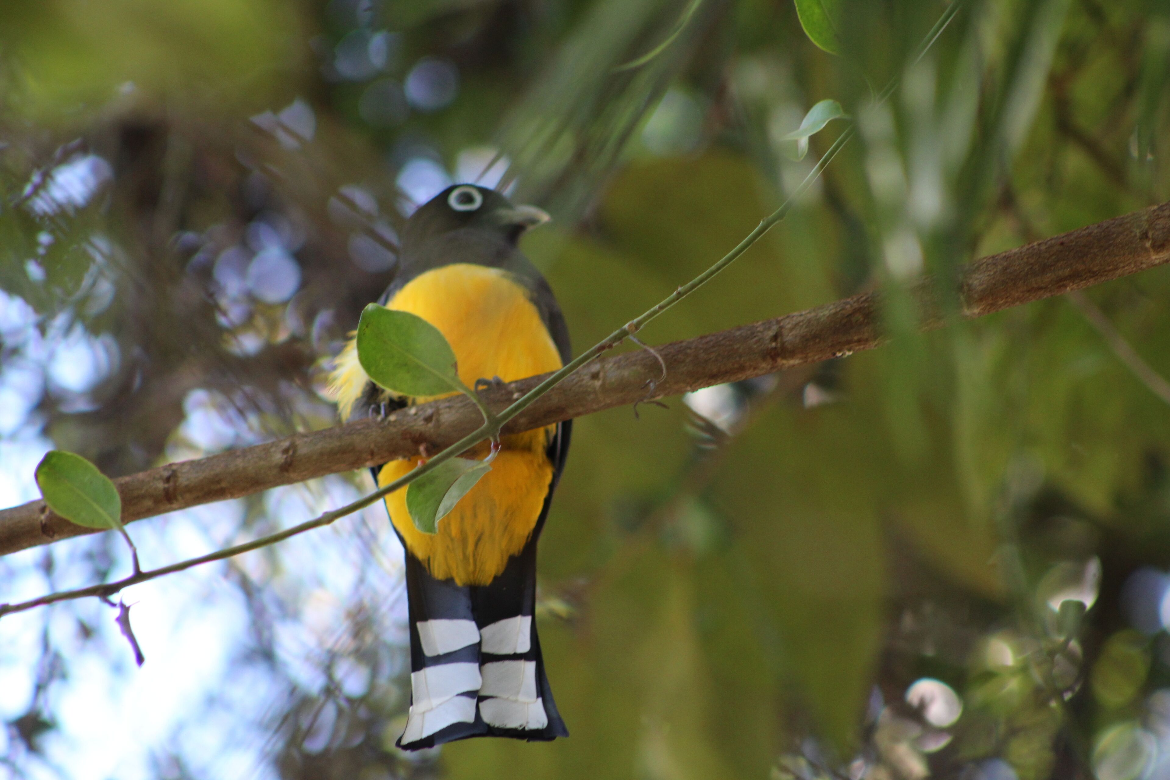 Un pájaro posado en una rama.