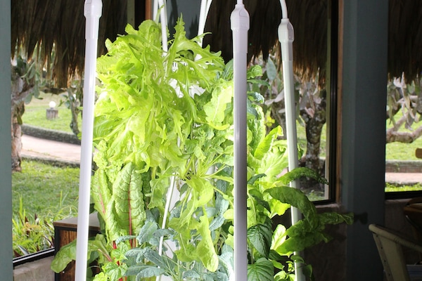 Breakfast, lunch, dinner served; local and international cuisine