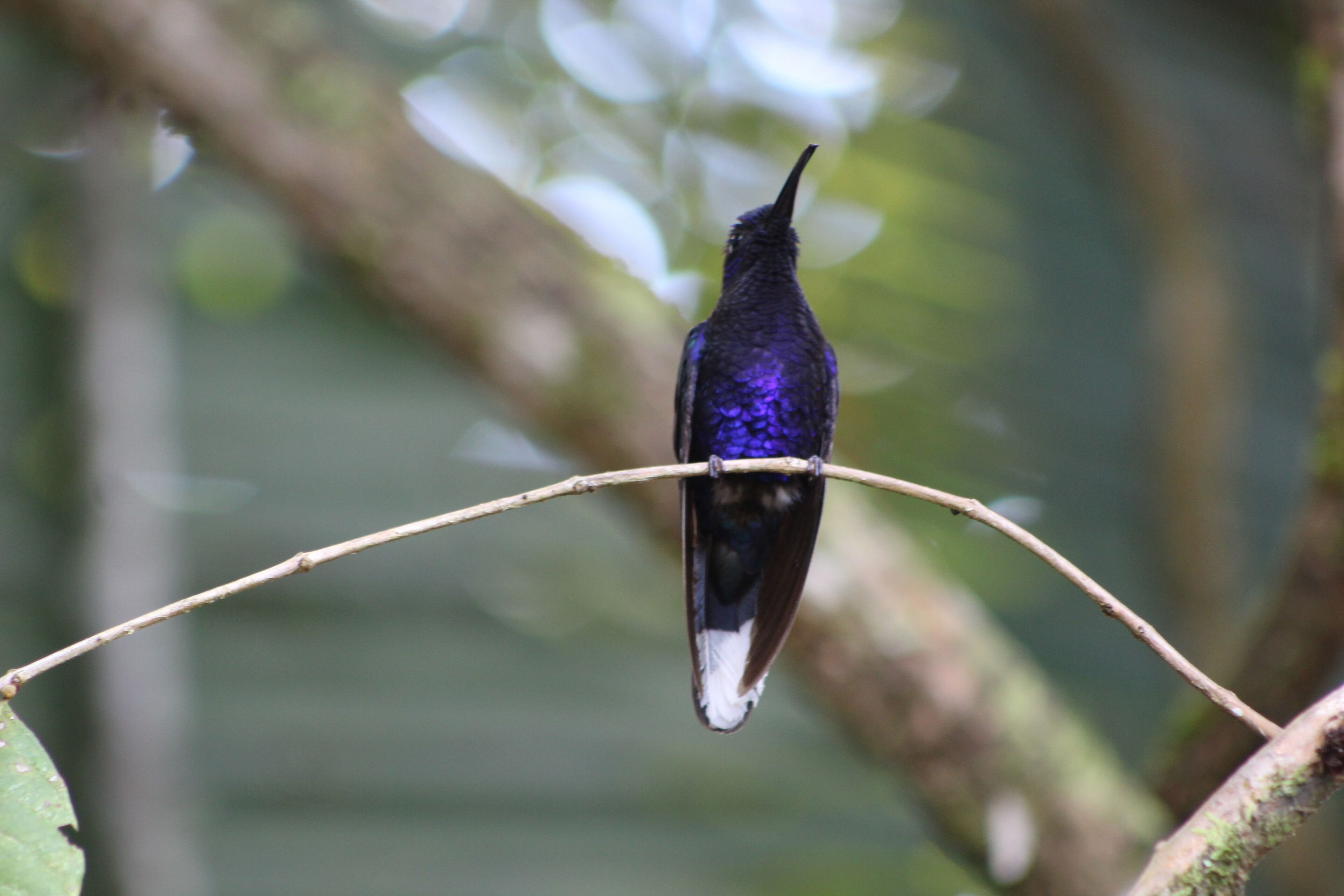 A bird perched on a branch.