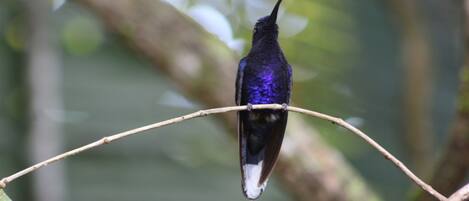 A bird perched on a branch.