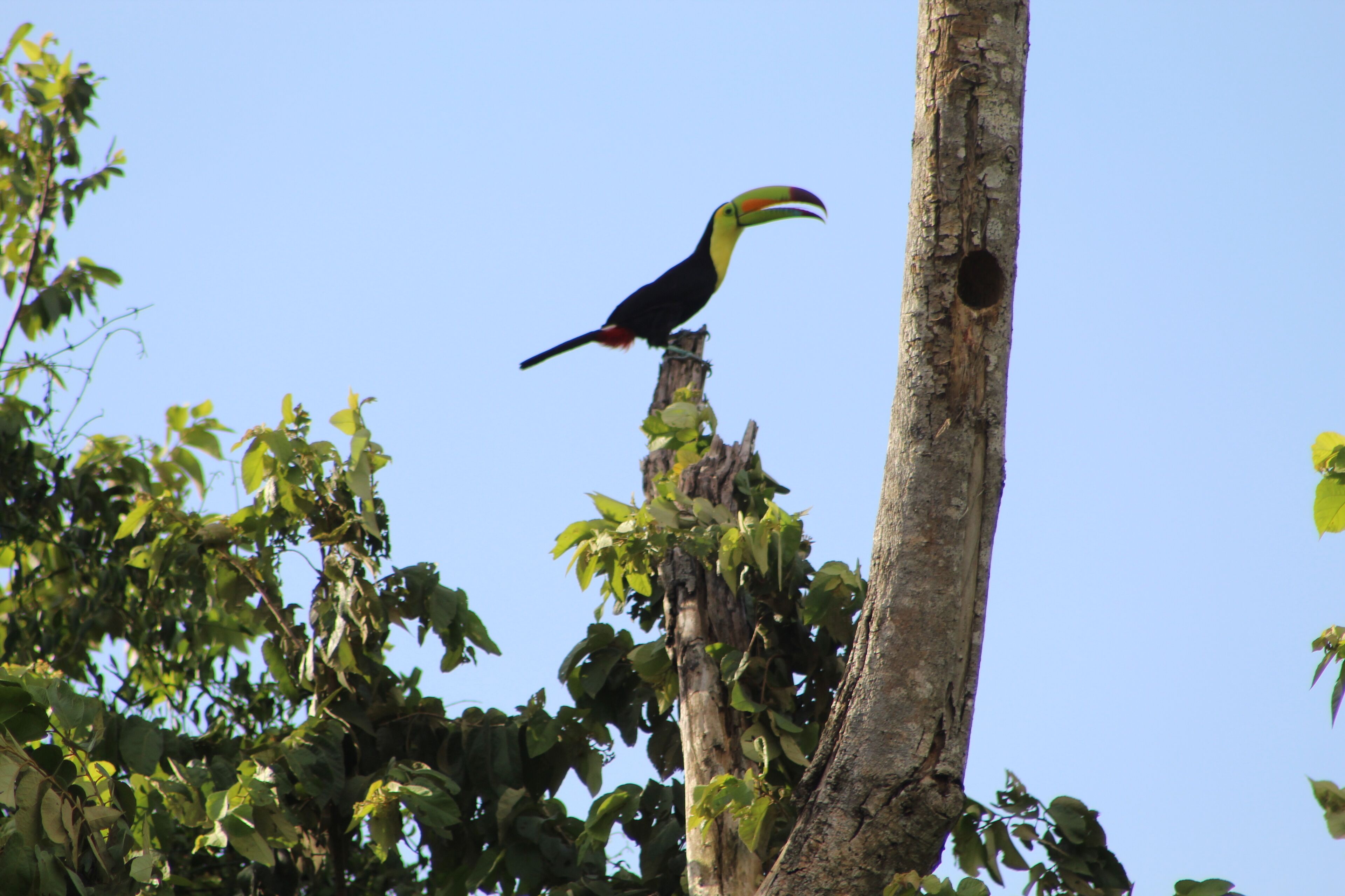 Un toucan était perché sur une branche d’arbre.