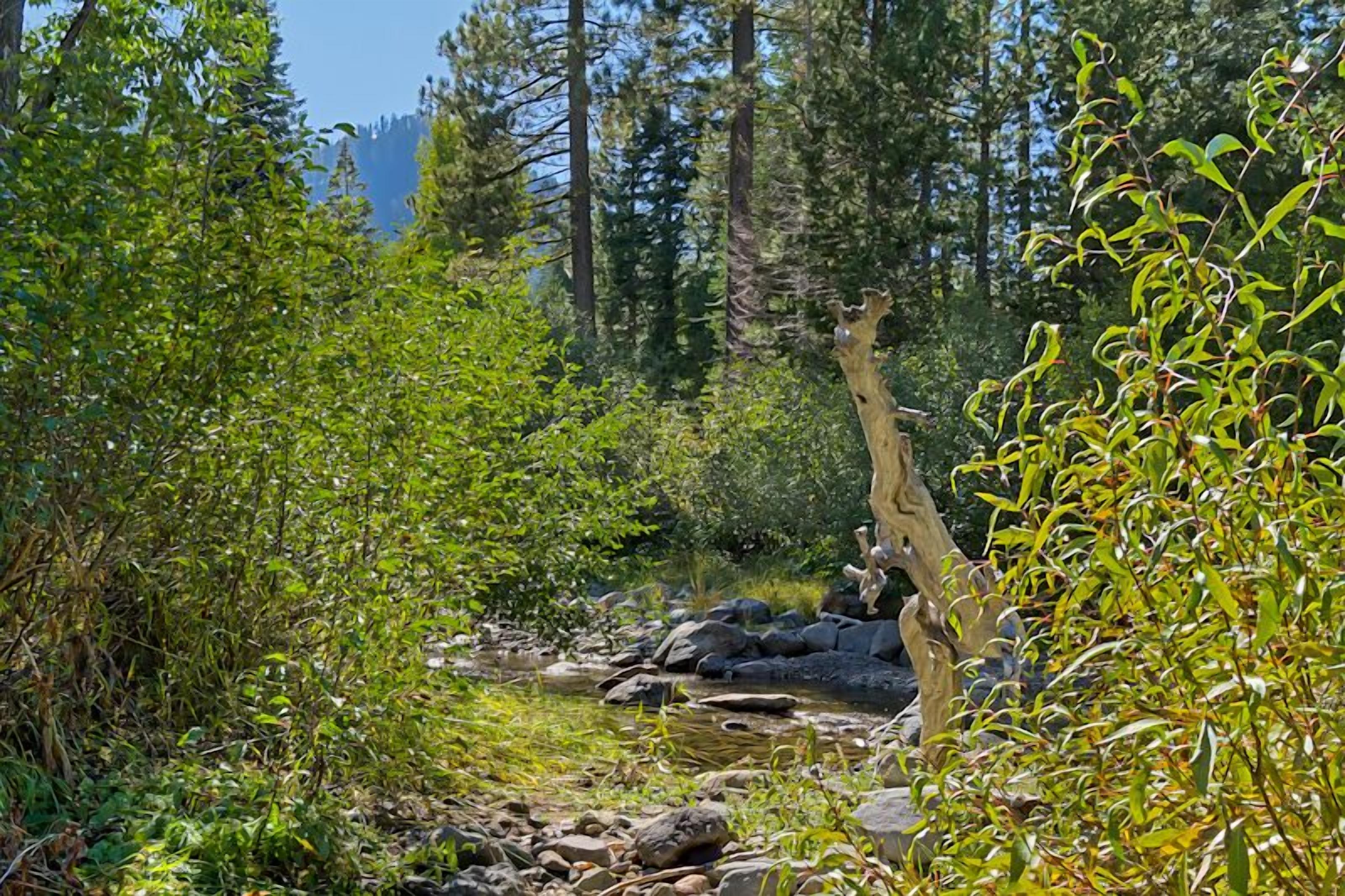 A natural landscape with a stream, dense vegetation, and a fallen tree.