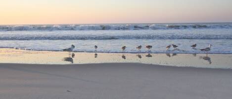 Ein Strand mit Sand und Wellen.