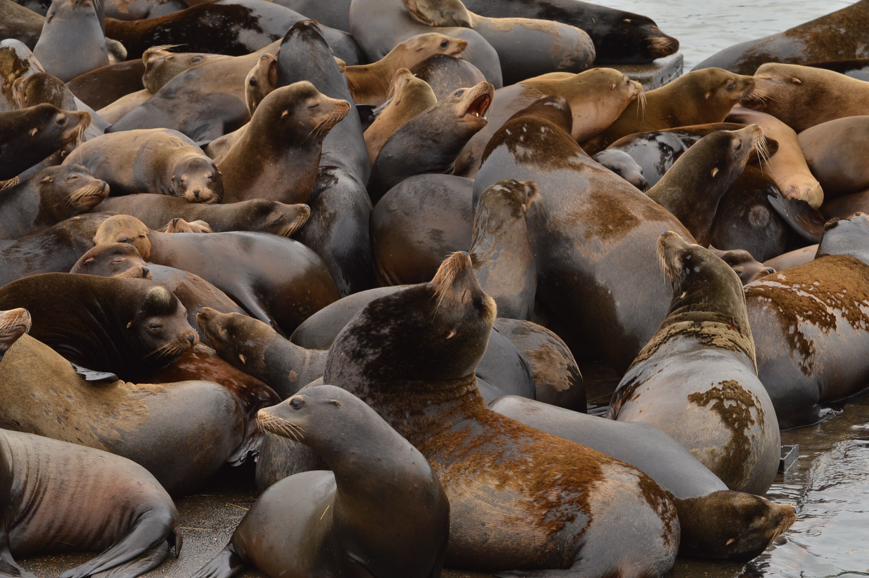 A group of seals resting closely together on a beach.