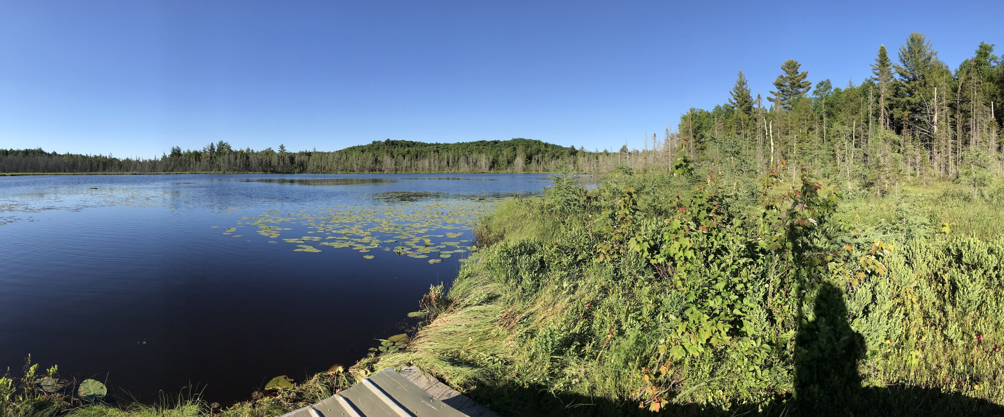 A calm lake with lily pads and dense forest on the shore.