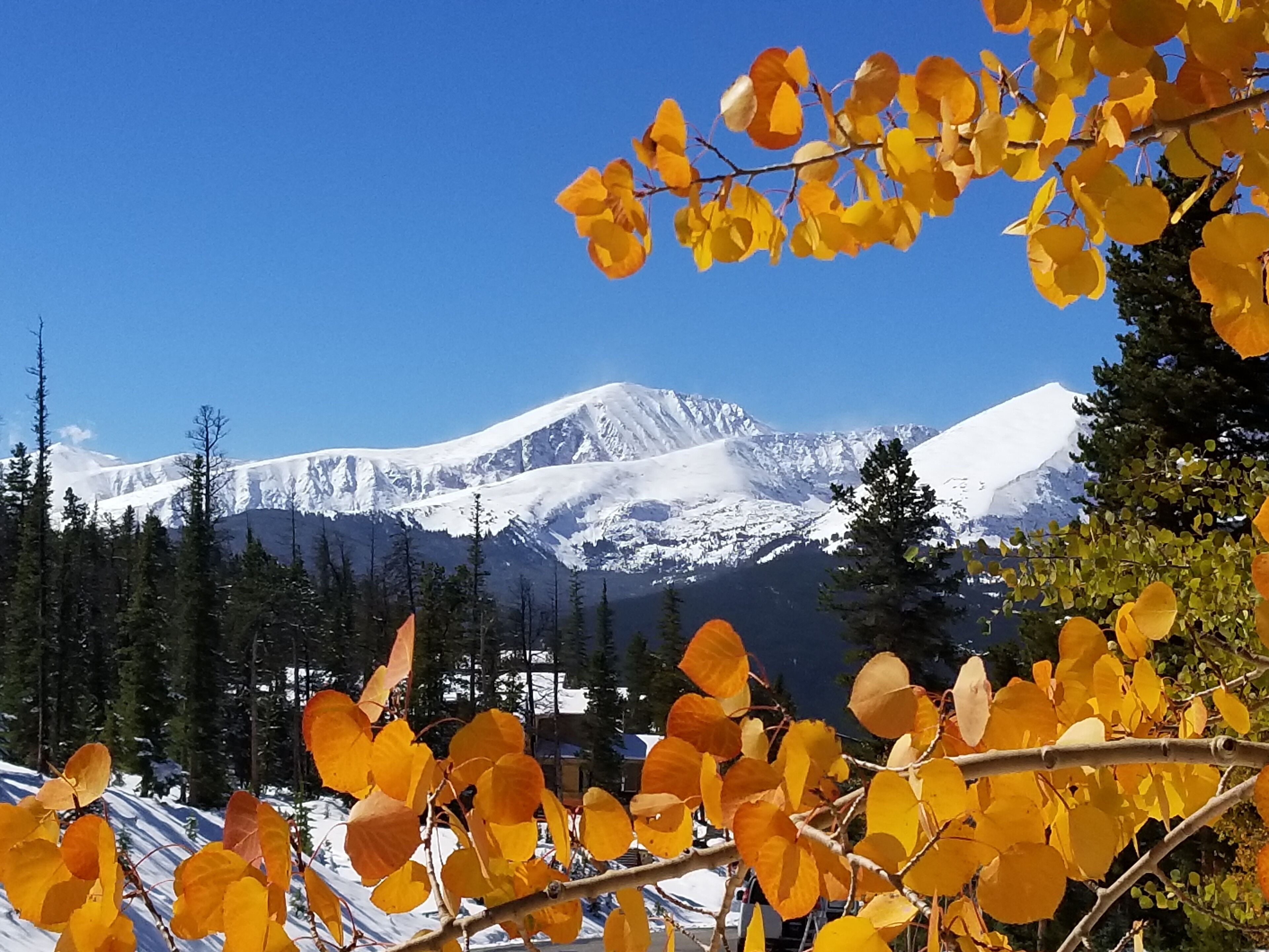 A mountain landscape with snow-covered peaks and a foreground of autumn leaves.