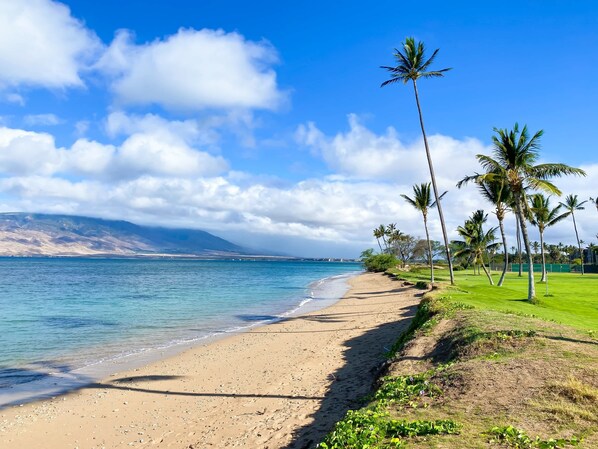 A beach with palm trees, a clear sky, and a mountain in the distance.