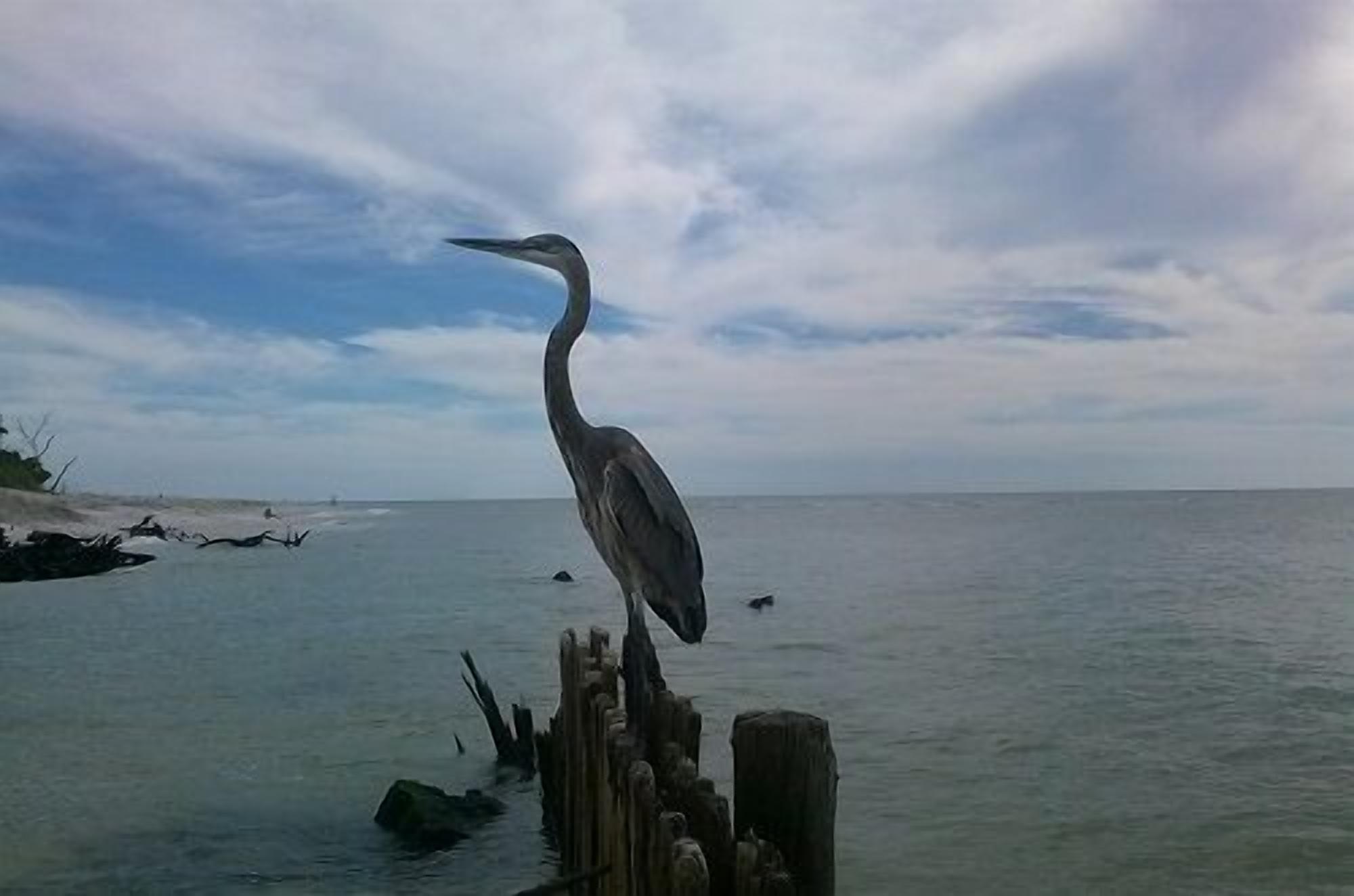 A heron standing on a wooden post by a calm sea.