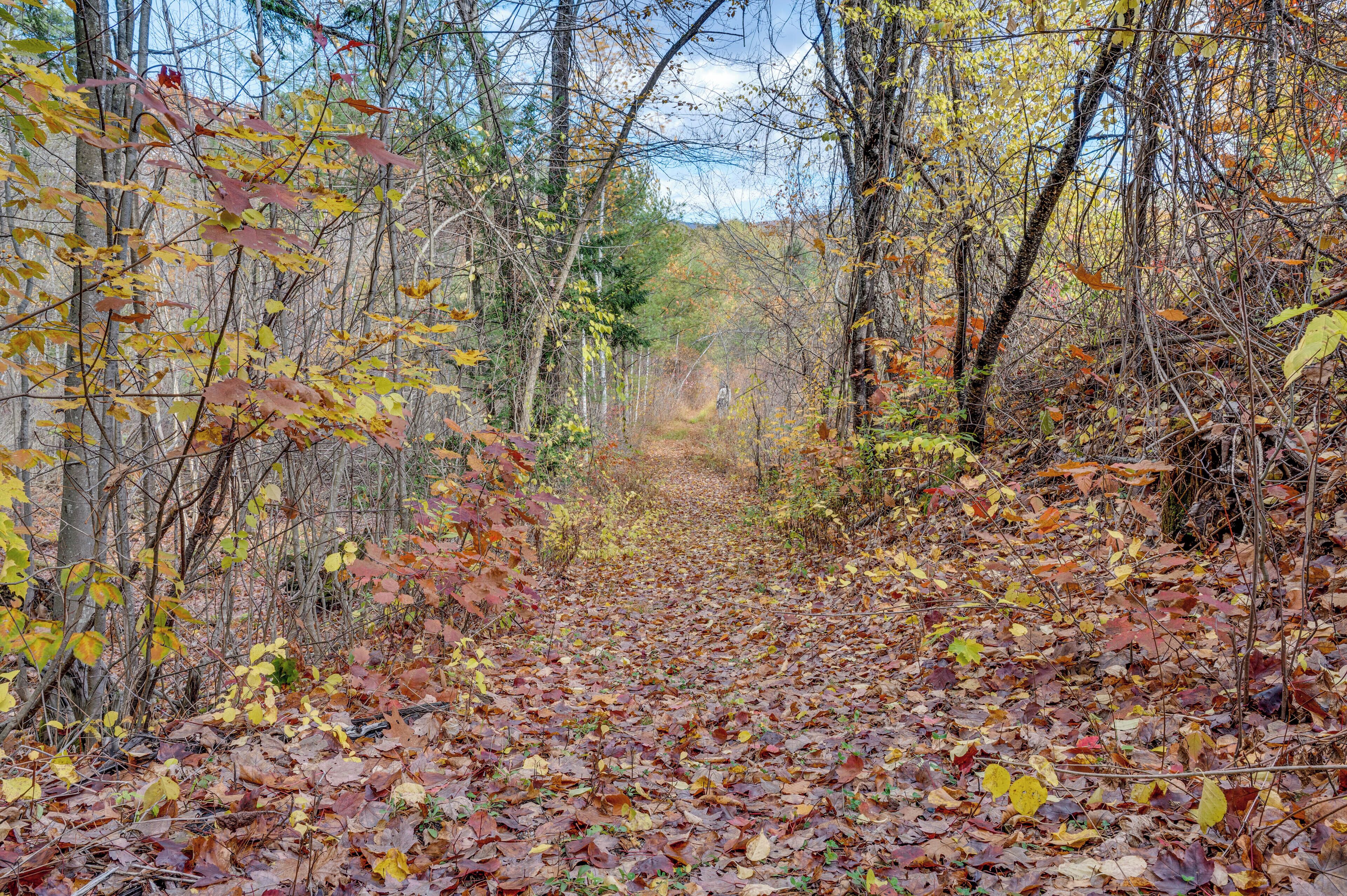 A forest path covered with fallen leaves.