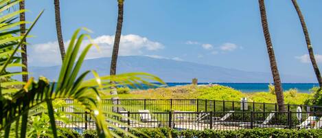 A view of a beach with palm trees, a fence, and a grassy area.
