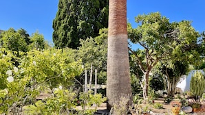 A garden with various plants, a tall tree, and a stone wall. - Charming Villa with Heated Pool & Large Garden near Sandy Beach, Hiking and Golf (Praia da Luz)