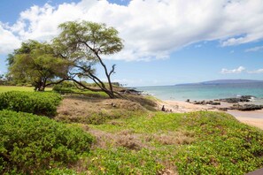 A coastal landscape with a beach, a large tree, and a clear sky.