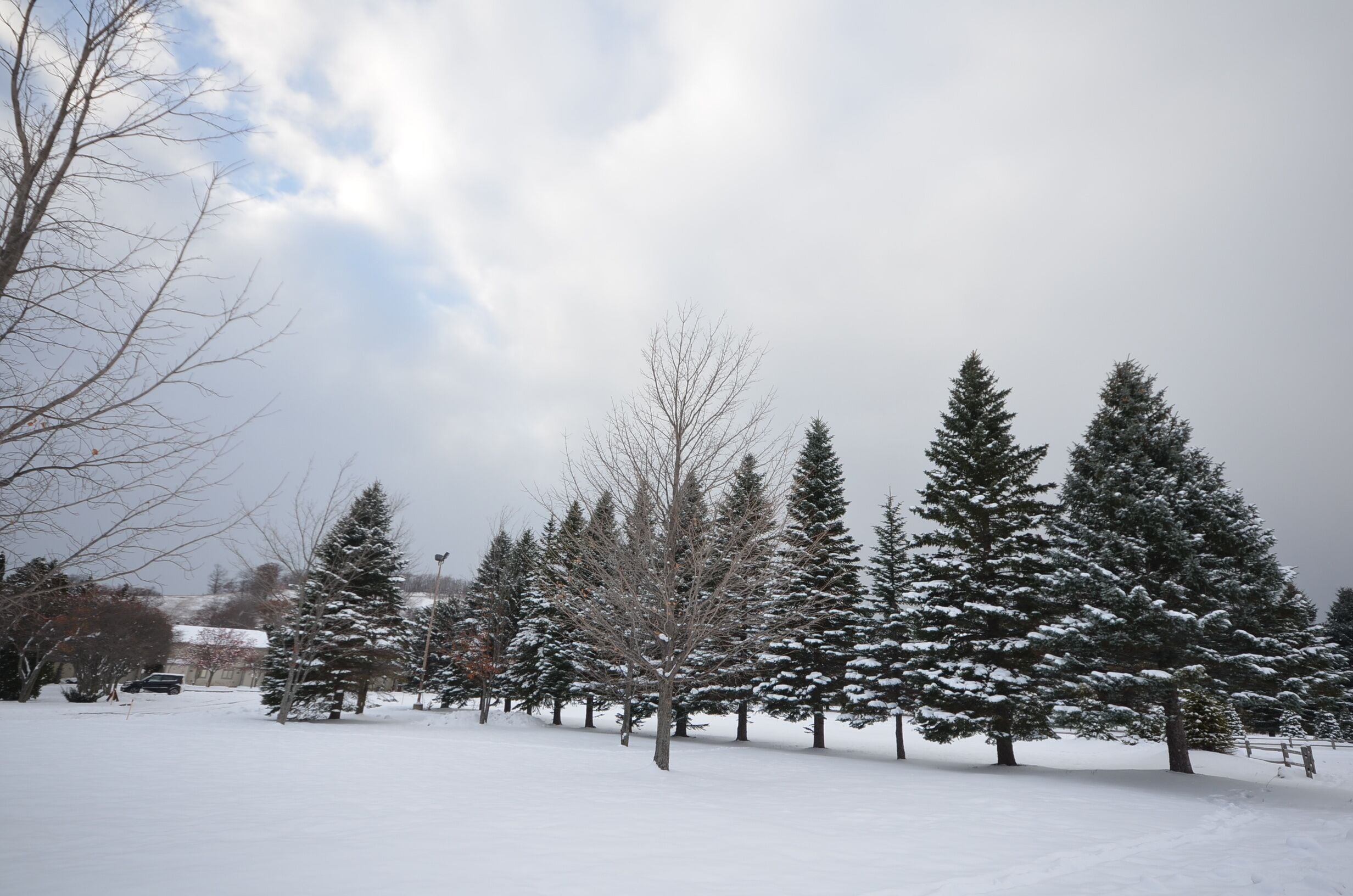 A snowy landscape with evergreen trees and a clear sky.