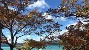 Vista de una playa con árboles y cielo despejado.