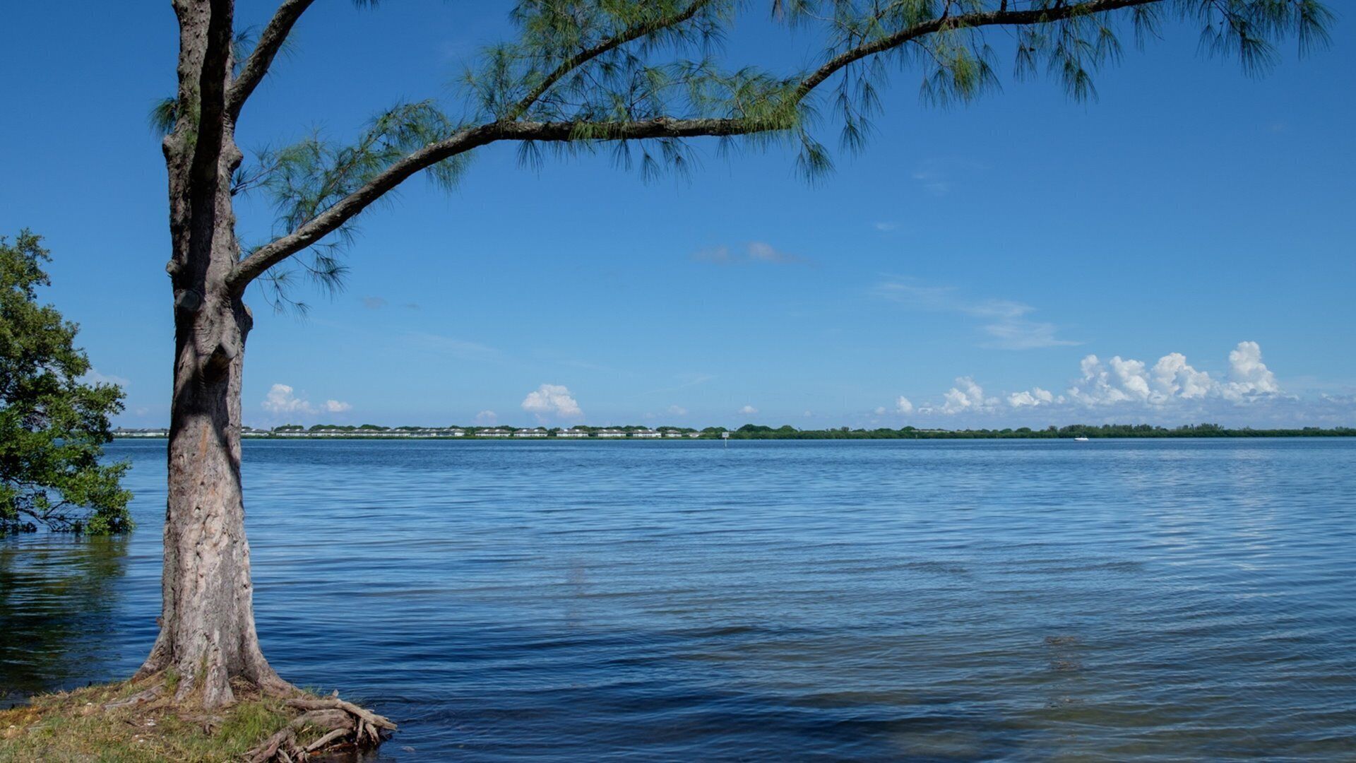 A calm lake with a prominent tree trunk on the left and a distant shoreline with buildings.