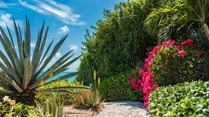 Un sendero en un jardín con diversas plantas y vista al océano.