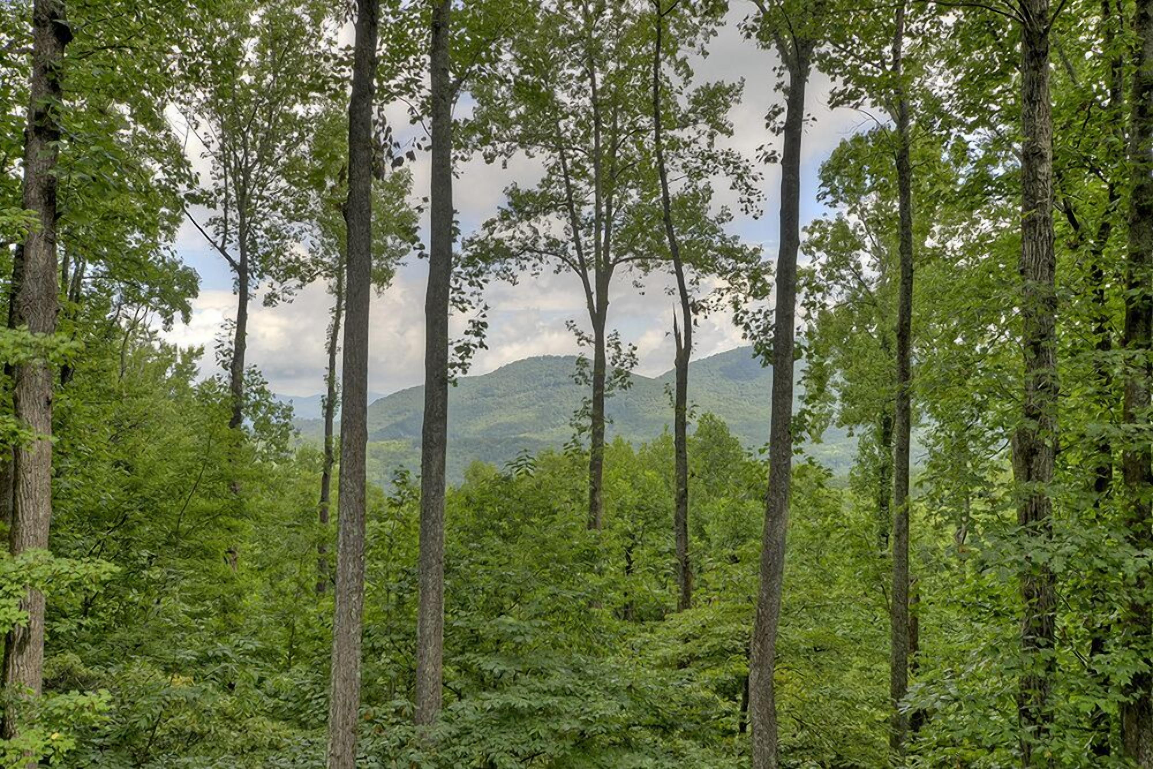 Un bosque denso con árboles altos y una montaña al fondo.