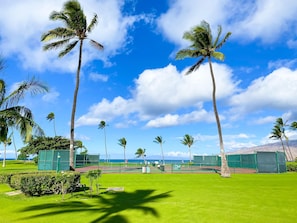 A tennis court with palm trees and a clear sky.