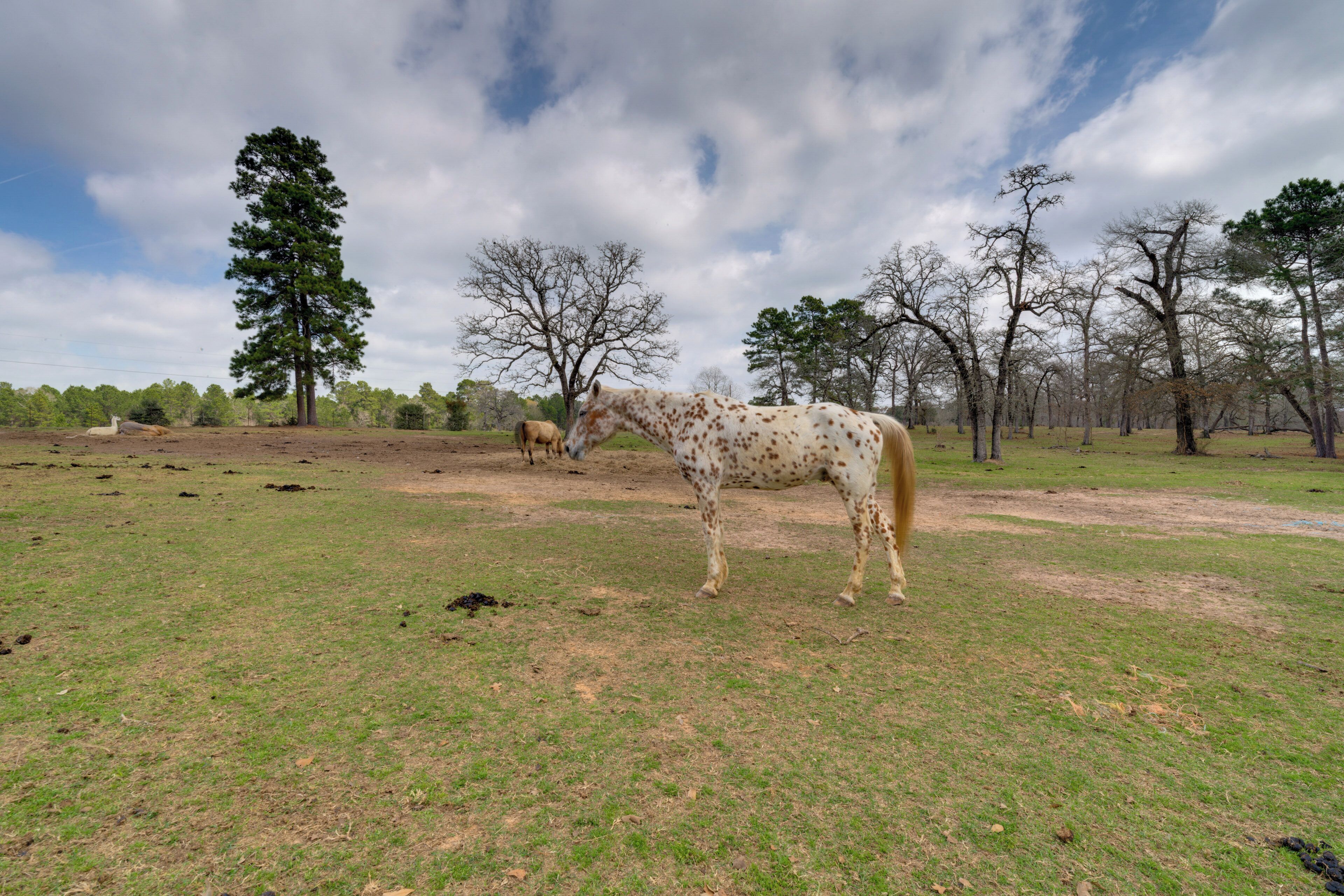 Een paard in een grasveld, met bomen op de achtergrond.