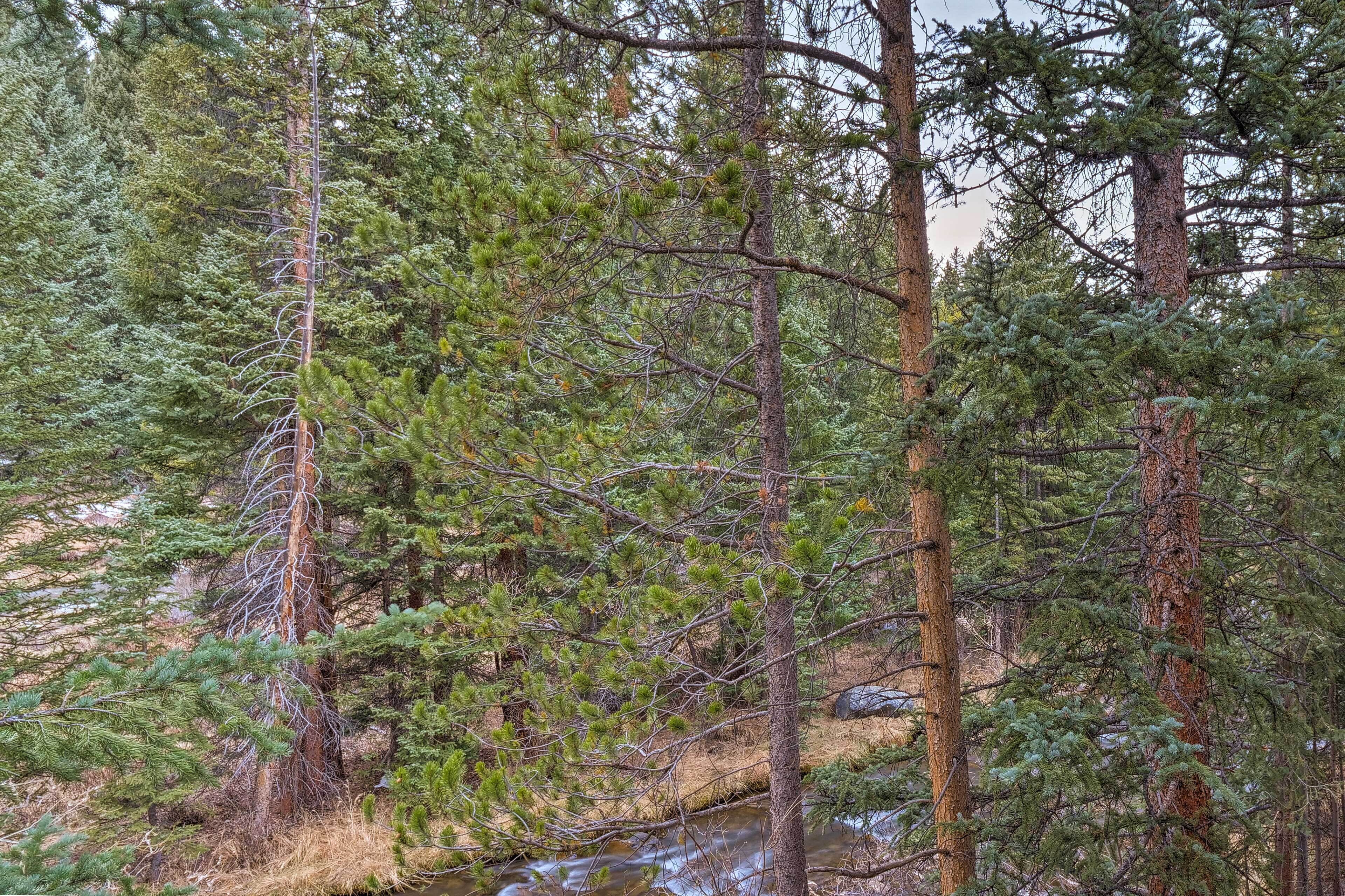 A dense forest with tall trees and a small stream.