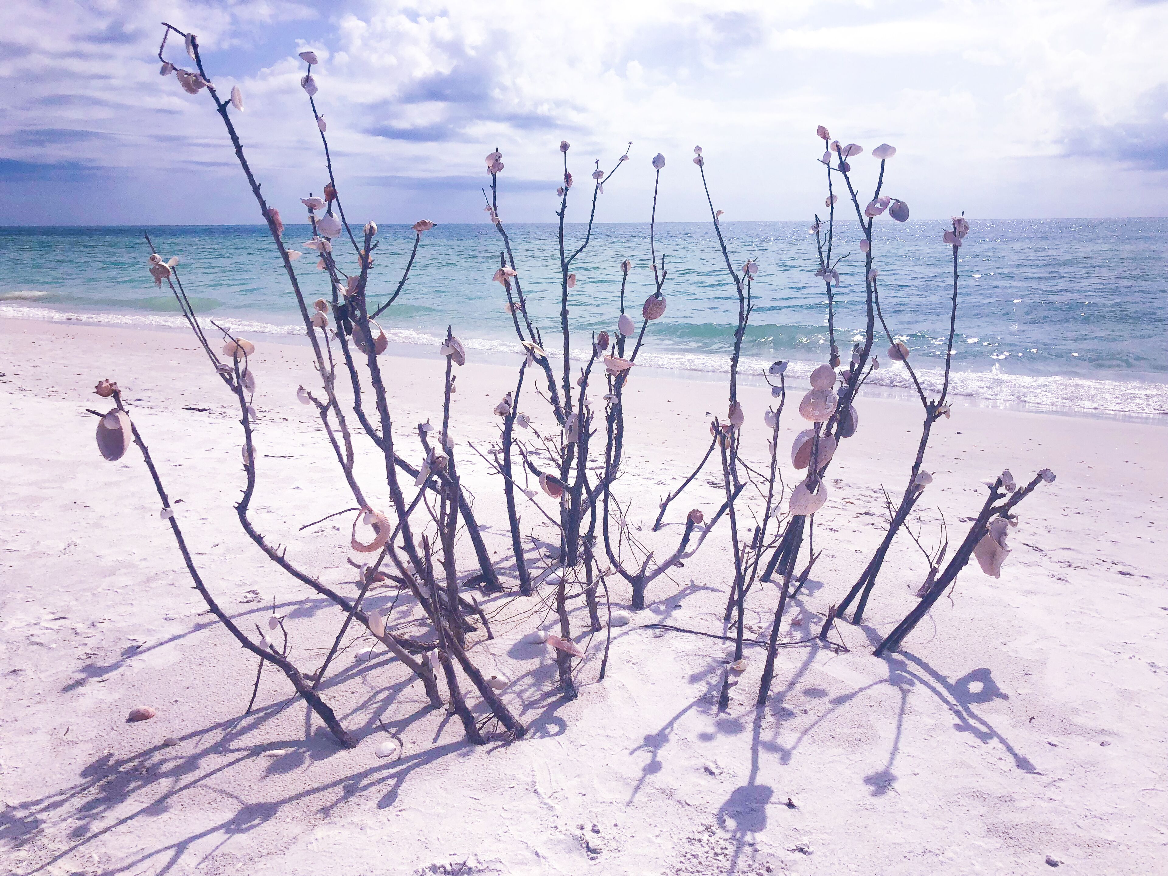 A beach with sparse vegetation and a clear view of the ocean.