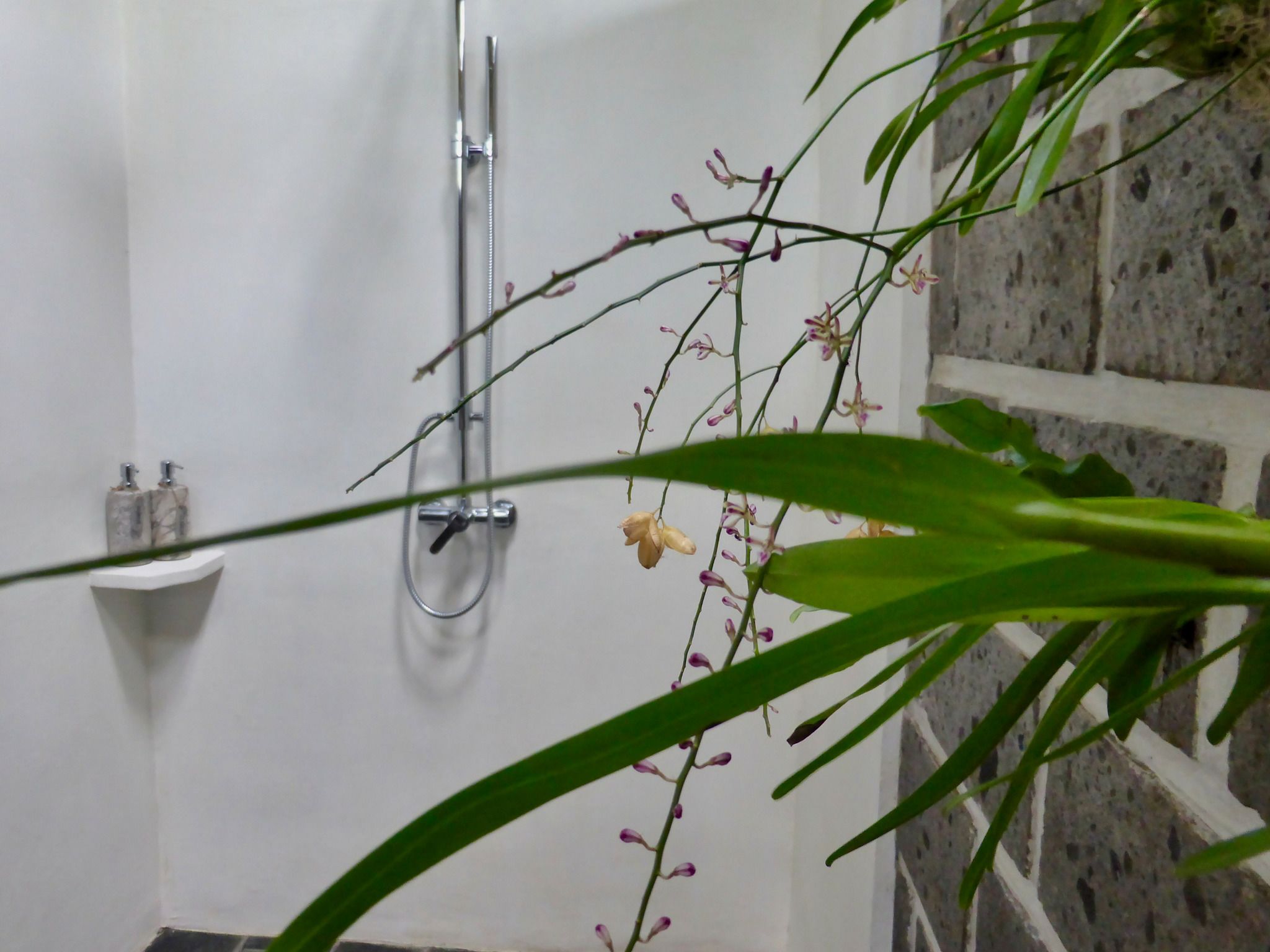 Foto - Clove Tree Hill