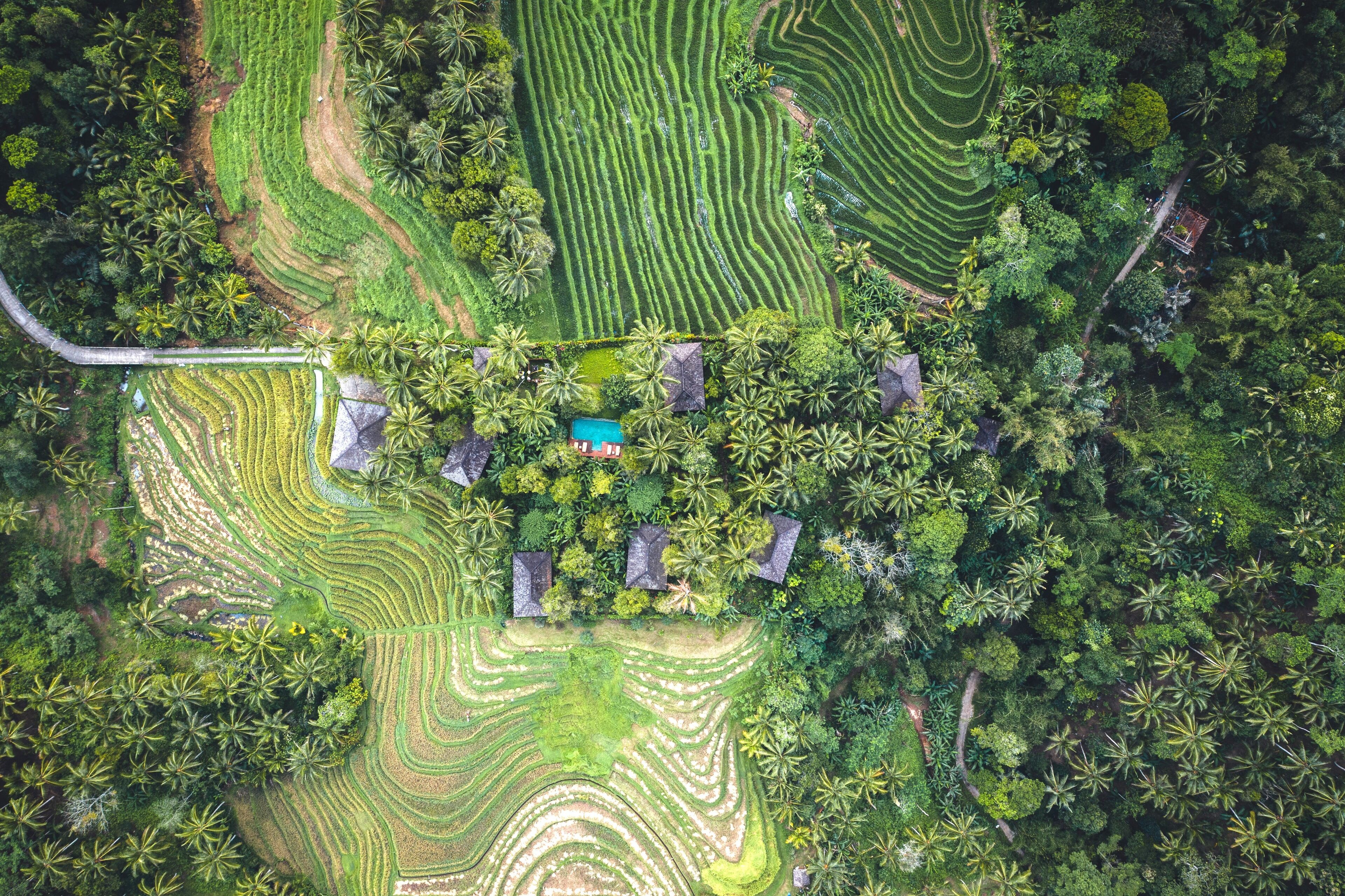 An aerial view of a rural area with terraced fields, a few houses, and dense palm trees.