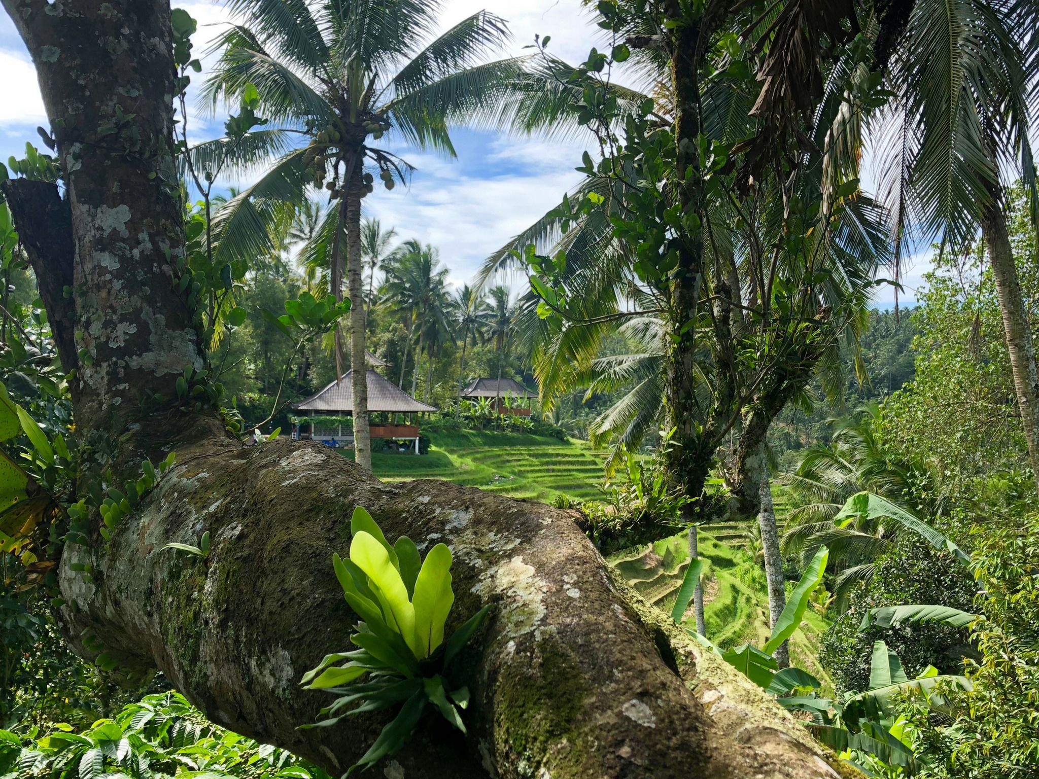 Foto - Clove Tree Hill